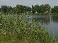 NL, Noord-Brabant, Cranendonck, Ringselven 2, Saxifraga-Jan van der Straaten